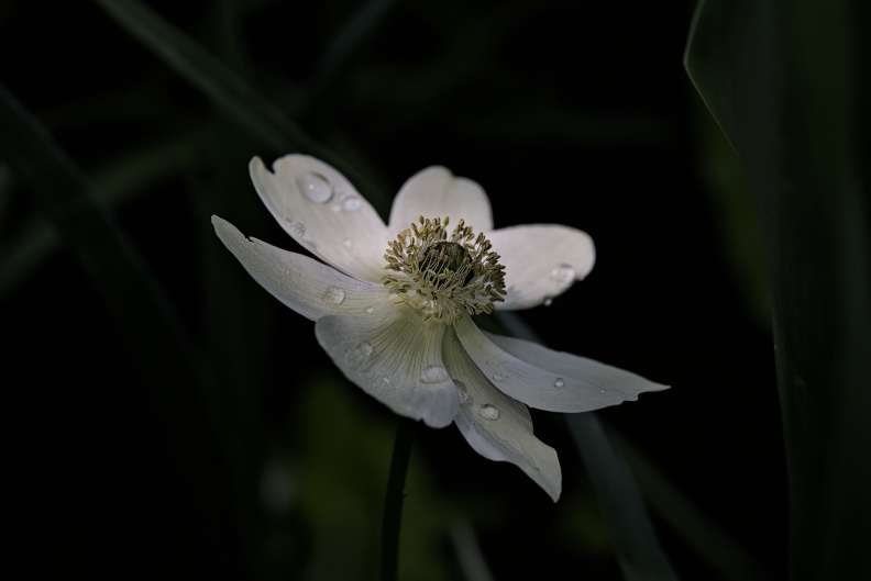daisy 2026.04_dt.jpg