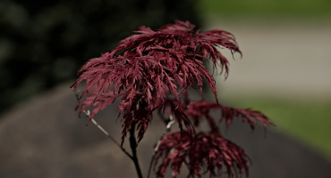 red.leaves.2026.01 dt