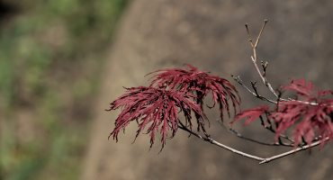 red.leaves.2026.03 dt