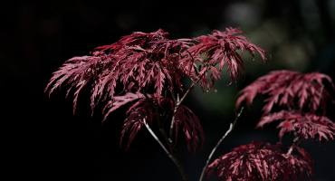 red.leaves.2026.04 dt