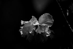sakura 2023.04 dt bw