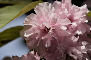 sakura 2023.06 dt