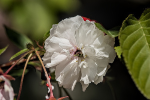 sakura 2023.08 dt