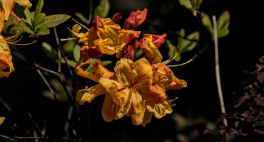 rhododendron 2026.01 dt