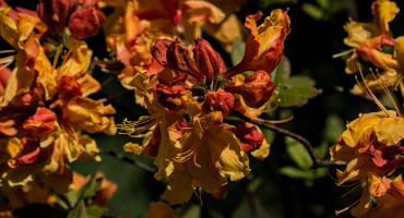 rhododendron 2026.02 dt