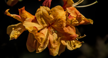 rhododendron 2026.03 dt