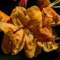 rhododendron 2026.03 dt