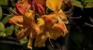 rhododendron 2026.04 dt