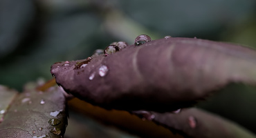 macro 2026.111 dt