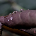 macro 2026.111 dt
