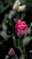 la tulipes 2026.128 dt
