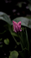 la tulipes 2026.130 dt