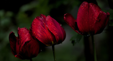 la tulipes 2026.131 dt