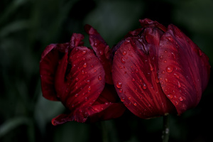 la tulipes 2026.133 dt