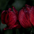 la tulipes 2026.133 dt
