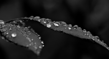 macro 2026.113 dt bw (2)