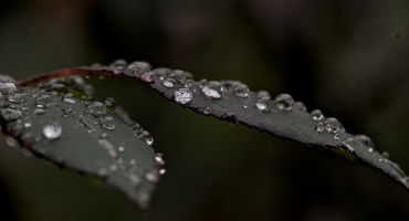 macro 2026.113 dt (2)