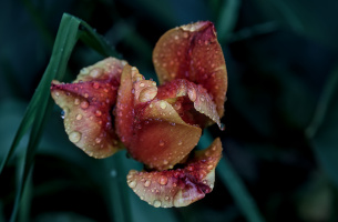 la tulipes 2026.134 dt