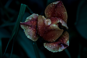 la tulipes 2026.135 dt
