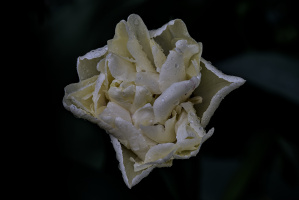 la tulipes 2026.136 dt