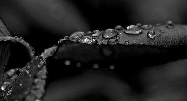 macro 2026.114 dt bw