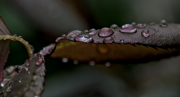 macro 2026.114 dt