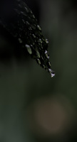 macro 2026.115 dt