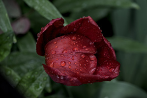 la tulipes 2026.138 dt