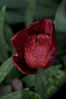 la tulipes 2026.138 dt (2)