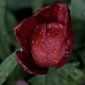 la tulipes 2026.138 dt (2)