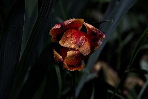 la tulipes 2026.139 dt