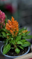 homemax 2026.06 dt