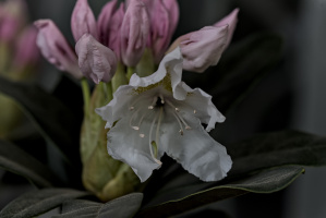 rhododendron 2026.05 dt