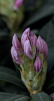 rhododendron 2026.06 dt