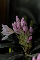 rhododendron 2026.07 dt