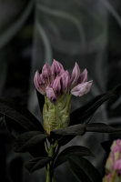 rhododendron 2026.08 dt
