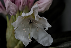 rhododendron 2026.09 dt
