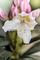 rhododendron 2026.11 dt