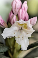 rhododendron 2026.10 dt