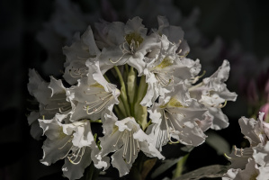 rhododendron 2026.15 dt