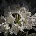 rhododendron 2026.15 dt