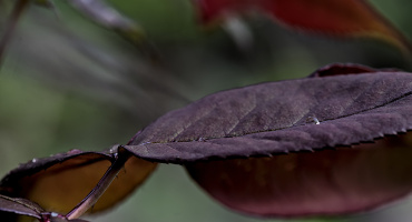 macro 2026.117 dt