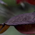 macro 2026.117 dt