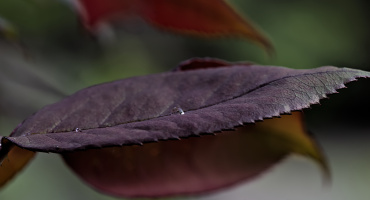 macro 2026.116 dt