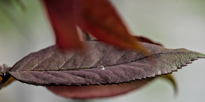 macro 2026.118 dt