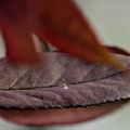macro 2026.118 dt