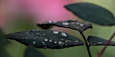 macro 2026.119 dt