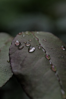 macro 2026.120 dt
