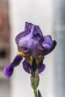 iris aphilae 2026.001 dt