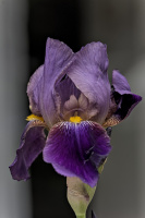 iris aphilae 2026.002 dt